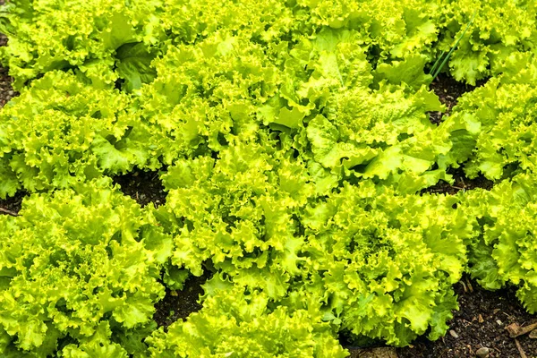 Cultivo Salada Campo Perto — Fotografia de Stock