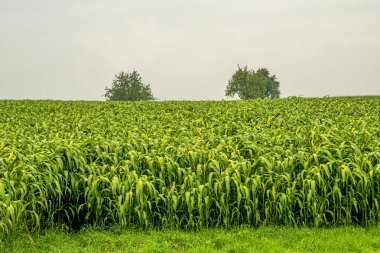 Sudan otu, sorgum sudanense, enerji santrali