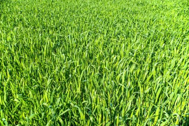 Mısır fidan On alan yakın atış