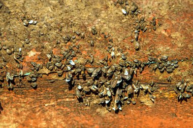 Eski bir gemi gemi duvarına kabukları