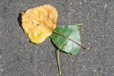 yakın çekim yaşlı ve genç yaprak arka plan