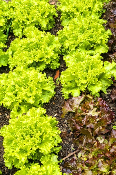 Salade Cultivation Sur Terrain Close — Photo