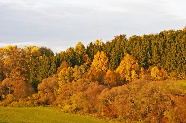 Herbstlich Bemalter Wald Mit Sanftem Sonnenlicht — Stockfoto