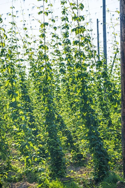Hop Cultivation Green Leaves — Stock Photo, Image