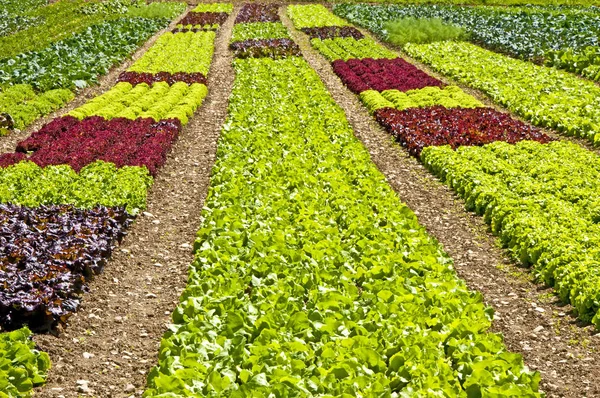 Salade Cultivation Sur Terrain Close — Photo