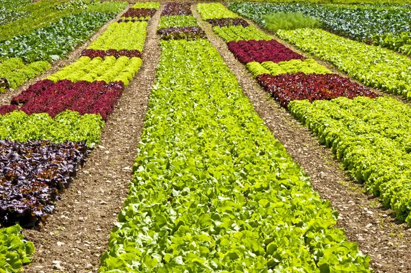 Ensalada Cultivo Campo Cerca — Foto de Stock