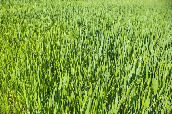 トウモロコシ畑に苗をクローズ アップ ショット — ストック写真