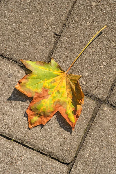 Autumnal Painted Leaf On A Street