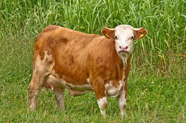 阳光明媚的日子 奶牛在草地上放牧 — 图库照片