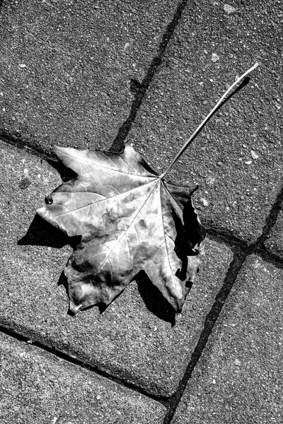 Herfst Geschilderde Leaf Een Straat — Stockfoto