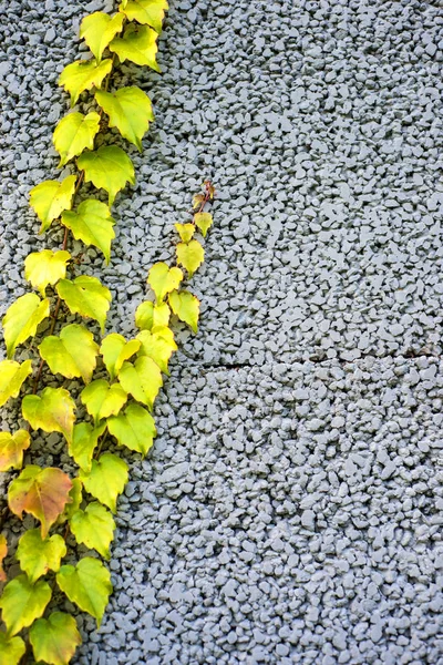 Стена Бетона Дикой Виноградной Лозой — стоковое фото