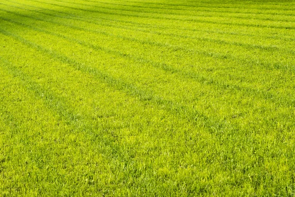 阳光明媚的日子里鲜割青草 — 图库照片
