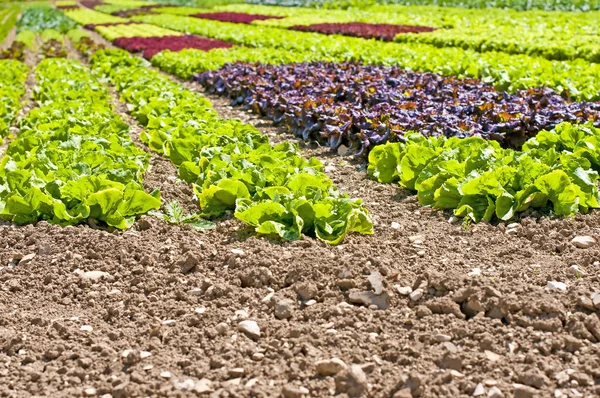 Ensalada Cultivo Campo Cerca — Foto de Stock