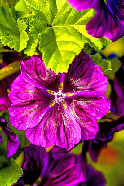 ดอกไม ใกล — ภาพถ่ายสต็อก