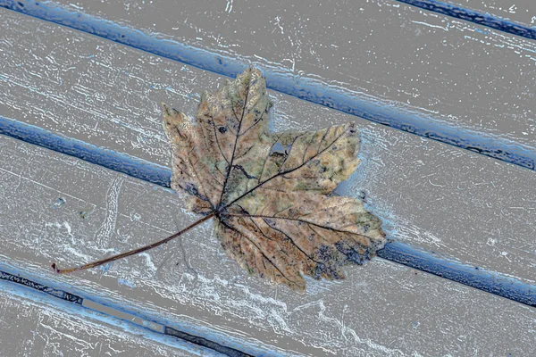 Foglia Dipinta Autunnale Una Panchina Del Parco — Foto Stock