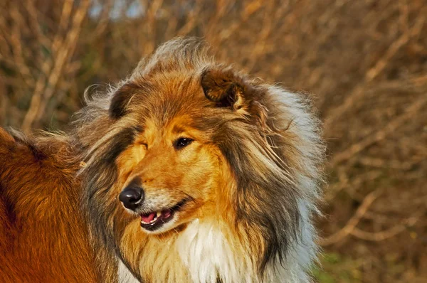 Erstaunliche Lustige Hund Aus Nächster Nähe — Stockfoto