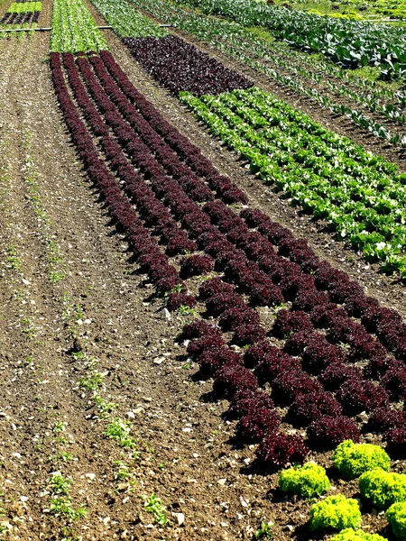 Salade Cultivation Sur Terrain Close — Photo