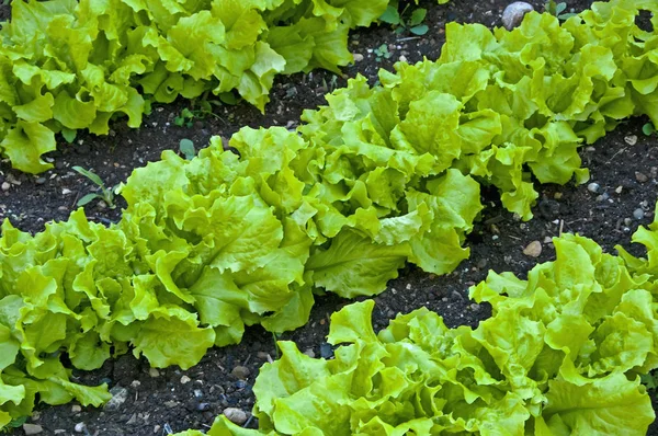 Close Photo Fresh Wet Lettuce Background — Stock Photo, Image