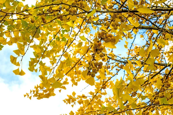 Foglie Ginkgo Gialle Frutta Autunno — Foto Stock