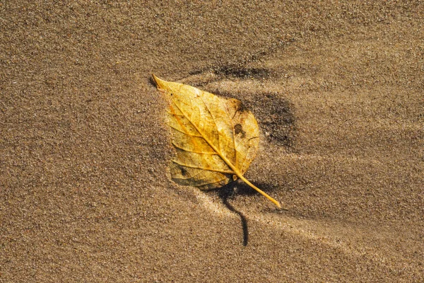 Podzimní Listí Malované Pláži — Stock fotografie