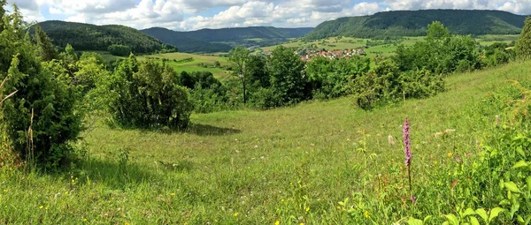 Közeli Virágzó Virágok Zöld Mező Szabadban — Stock Fotó