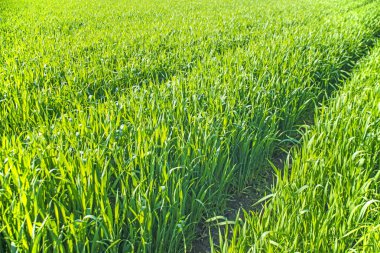 Mısır fidan On alan yakın atış