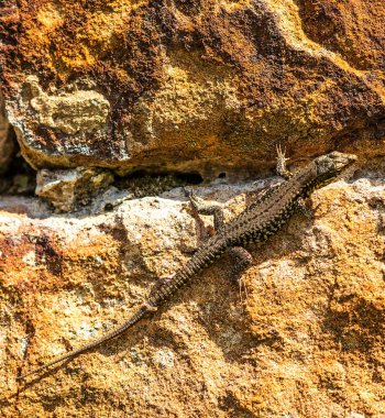 yakın çekim fotoğraf duvar kertenkele adlı bir eski Abbey duvar içinde Fransa 