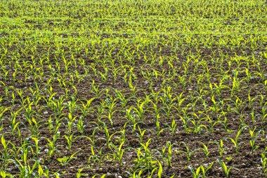 Mısır fidan On alan yakın atış