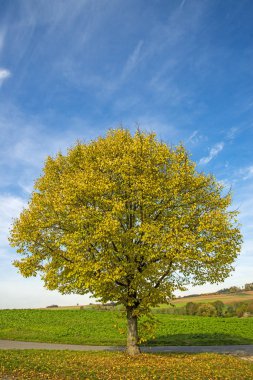 İtalya, Europe taze yeşil zeytin ağacının fotoğraf