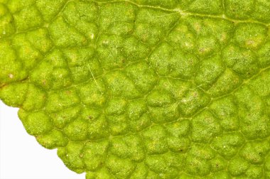 Adaçayı yaprak yeşil yakın atış