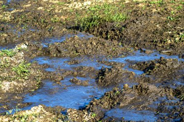 At gübresi çayır üzerinde yakın çekim fotoğraf