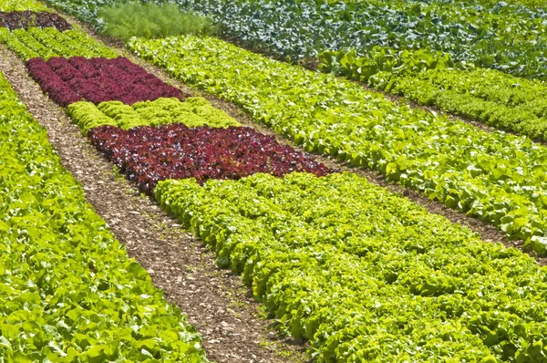 Salata Yetiştiriciliği Alanında Yakın Çekim — Stok fotoğraf