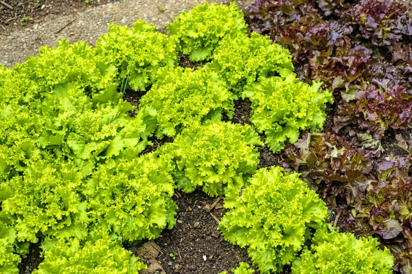 Ensalada Cultivo Campo Cerca — Foto de Stock