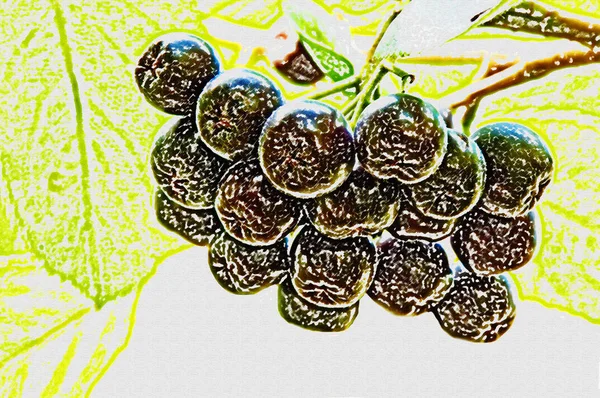 Aronia Berries Its Bush Close — Stock Photo, Image