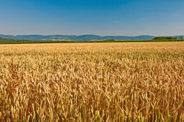 Wheat Panoramic View Hills — Stock Photo, Image