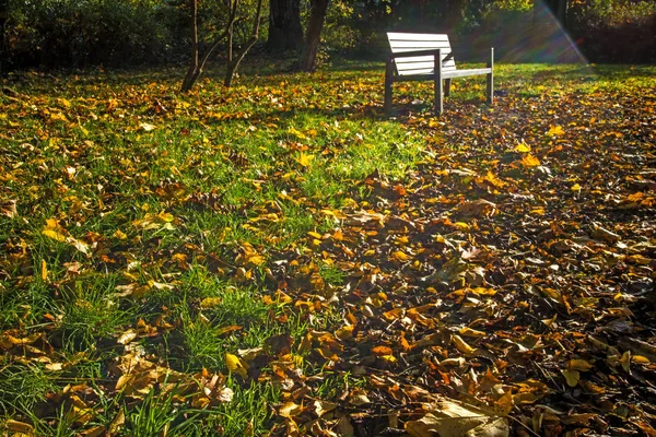 Park Bench Autumn Garden Sunny Day — Stock Photo, Image