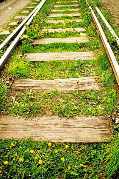 Rails Com Flores Amarelas Dente Leão — Fotografia de Stock