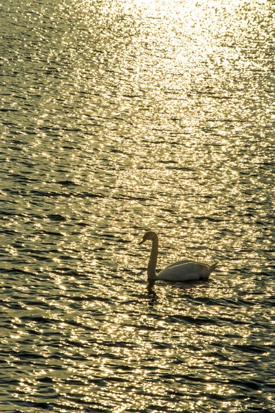 Cisne Nadando Mar Báltico Amanecer —  Fotos de Stock