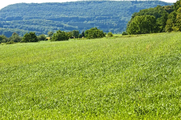 Förnybar Resurs Tall Wheatgrass Energi Gräs — Stockfoto