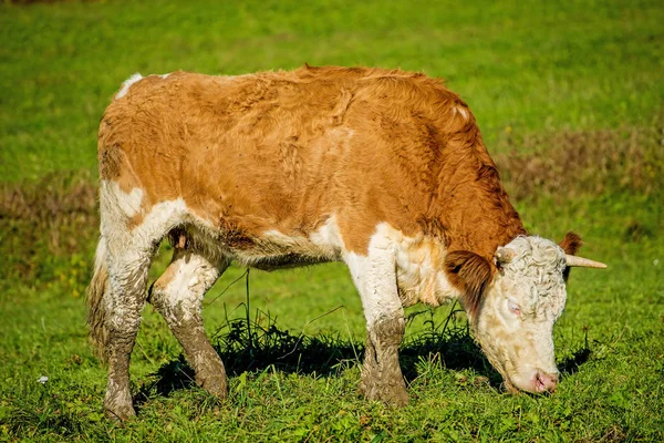 小牛在草甸接近的射击 — 图库照片