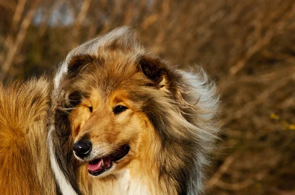 Collie Perro Cerca Disparo — Foto de Stock