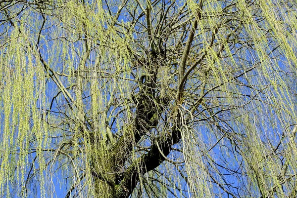 Zweige Der Trauerweide Auf Blauem Himmel Hintergrund — Stockfoto