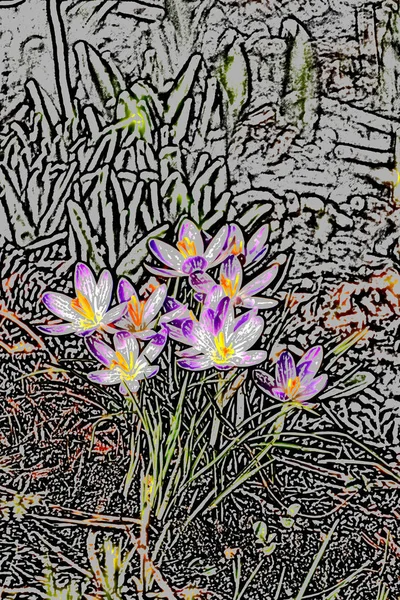 Crocus Spring Flowers Germany — Stock Photo, Image