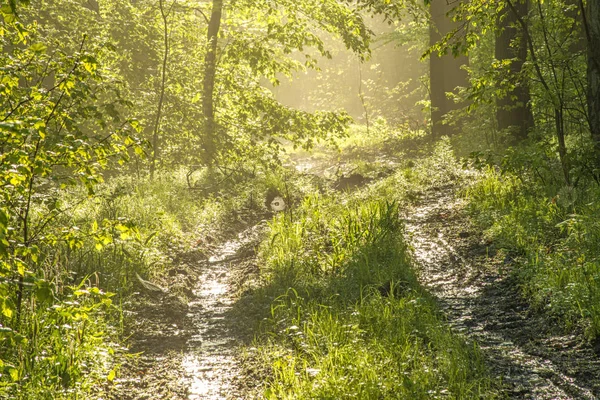 Sentier Dans Forêt Été Jour Ensoleillé — Photo