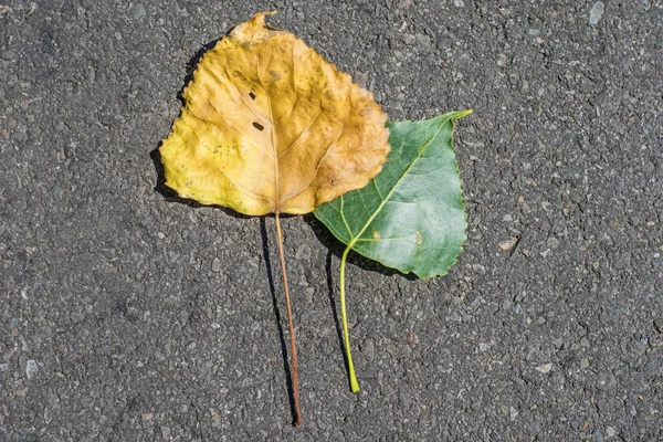 古いや若い葉の背景のクローズ アップ — ストック写真