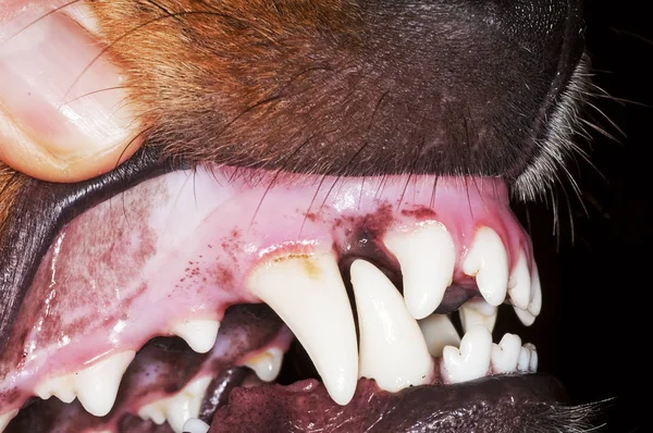 Examinarea Mâinilor Dinți Câini Aproape — Fotografie, imagine de stoc