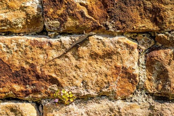 壁トカゲで 古い修道院の壁でフランスのクローズ アップ写真 — ストック写真