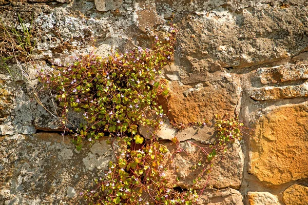 修道院の壁でウォールフラワーズ屋外 — ストック写真