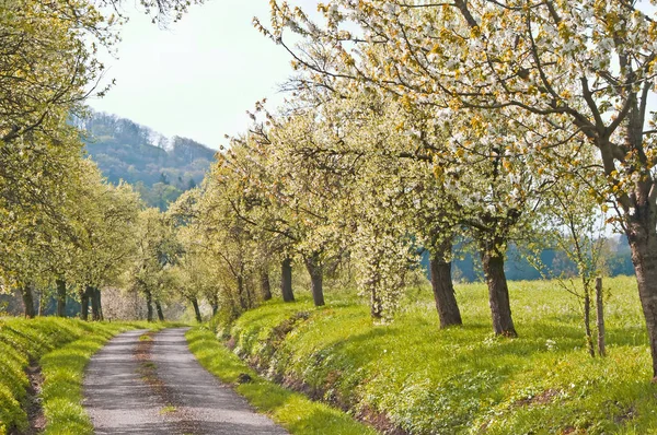 Allee Blühender Bäume Frühling — Stockfoto