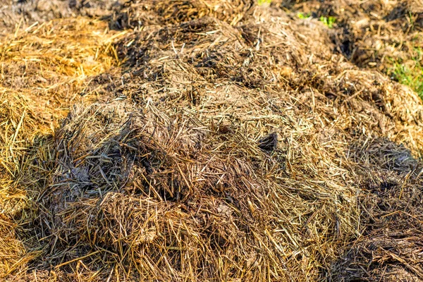 Pile Smelly Hot Manure Green Grass Close — Stock Photo, Image